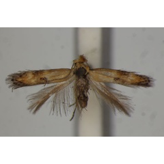 /filer/webapps/moths/media/images/P/porthmis_Bucculatrix_LT_BMNH.jpg