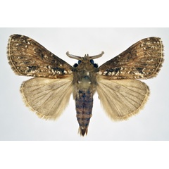 /filer/webapps/moths/media/images/P/punctifera_Dasychira_AM_NHMO.jpg