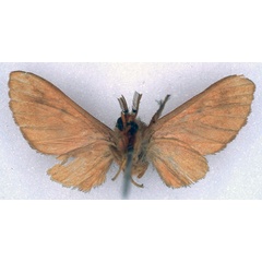 /filer/webapps/moths/media/images/R/rosacea_Rhipidarctia_HT_BMNH_02.jpg