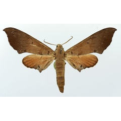 /filer/webapps/moths/media/images/T/tiro_Polyptychus_AF_Basquin.jpg