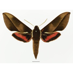 /filer/webapps/moths/media/images/U/usambarensis_Chaerocina_AF_Basquina.jpg