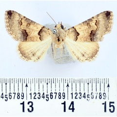 /filer/webapps/moths/media/images/L/leucoptera_Tytroca_A_BMNH_01.jpg