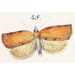 /filer/webapps/moths/media/images/C/capitana_Tortrix_STM_Felder_1875_139-48.jpg