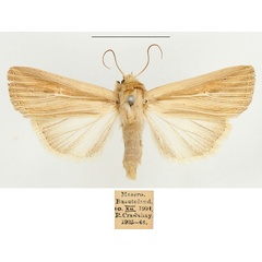 /filer/webapps/moths/media/images/I/intestata_Vietteania_AF_BMNH_02.jpg