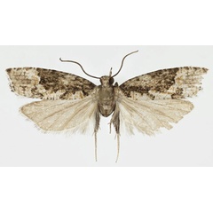 /filer/webapps/moths/media/images/K/kigogoensis_Megaherpystis_HT_NHMO.jpg