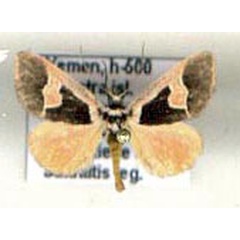 /filer/webapps/moths/media/images/L/legraini_Fodina_PTM_Legrain.jpg