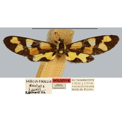 /filer/webapps/moths/media/images/D/dentata_Maculonaclia_HT_MNHN.jpg