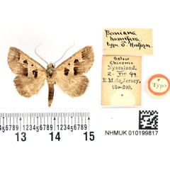 /filer/webapps/moths/media/images/H/hamifera_Baniana_HT_BMNH.jpg