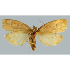 /filer/webapps/moths/media/images/P/perineti_Mimulosia_AT_MNHNb.jpg