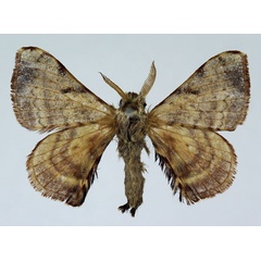 /filer/webapps/moths/media/images/V/versicolora_Racinoa_AM_Basquin_02.jpg