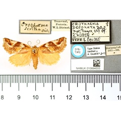 /filer/webapps/moths/media/images/D/decorata_Crothaema_STF_BMNH.jpg