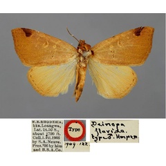 /filer/webapps/moths/media/images/F/flavida_Deinopa_HT_BMNH.jpg