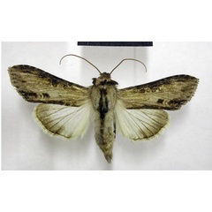 /filer/webapps/moths/media/images/P/platti_Cucullia_AM_TMSA.jpg