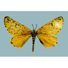 /filer/webapps/moths/media/images/M/meraca_Zerenopsis_AM_Staude.jpg