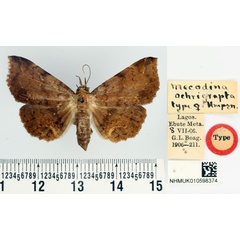 /filer/webapps/moths/media/images/O/ochrigrapta_Mecodina_STF_BMNH_01.jpg