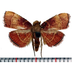 /filer/webapps/moths/media/images/Y/yapoensis_Maradana_AM_Poltavsky.jpg