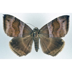 /filer/webapps/moths/media/images/D/durfa_Achaea_A_NHMO.jpg