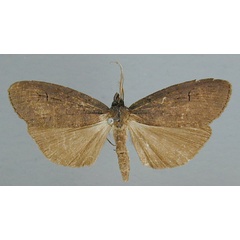 /filer/webapps/moths/media/images/N/nigra_Subscrancia_A_RMCA_03.jpg