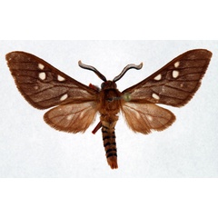 /filer/webapps/moths/media/images/P/perpusilla_Pseudothyretes_AM_Ochse.jpg