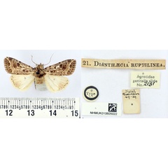 /filer/webapps/moths/media/images/R/ruptilinea_Dianthaecia_HT_BMNH.jpg