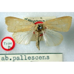 /filer/webapps/moths/media/images/P/pallescens_Maurilia_HT_BMNH.jpg