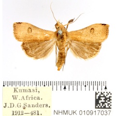 /filer/webapps/moths/media/images/O/ochrea_Rivula_AM_BMNH.jpg