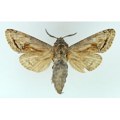 /filer/webapps/moths/media/images/T/tristis_Coryphodema_AM_TMSA.jpg