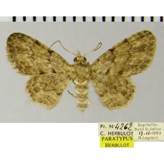 /filer/webapps/moths/media/images/A/aucta_Chloroclystis_PTM_ZSMa.jpg