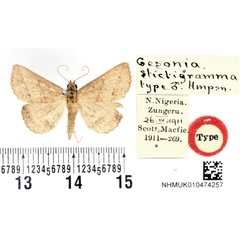 /filer/webapps/moths/media/images/S/stictigramma_Gesonia_HT_BMNH.jpg