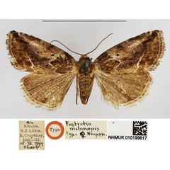 /filer/webapps/moths/media/images/M/melanopis_Eustrotia_HT_NHMUK.jpg