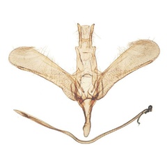 /filer/webapps/moths/media/images/N/nephella_Yponomeuta_GM_BMNH_33636.jpg