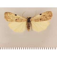 /filer/webapps/moths/media/images/M/minor_Pasteosia_HT_TMSA.jpg