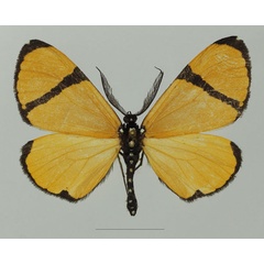 /filer/webapps/moths/media/images/C/chrysoptera_Terina_AM_Basquina.jpg