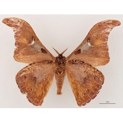 /filer/webapps/moths/media/images/L/leonardi_Dogoia_HT_RBINS_02.jpg