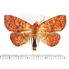 /filer/webapps/moths/media/images/P/pyrochroa_Phlogochroa_AM_BMNH_01.jpg