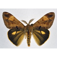 /filer/webapps/moths/media/images/D/diatoma_Hemerophanes_AM_NHMO.jpg