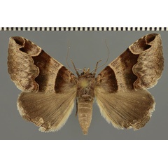 /filer/webapps/moths/media/images/A/angularis_Dysgonia_AF_Fiebig.jpg