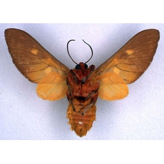 /filer/webapps/moths/media/images/H/humphreyi_Balacra_HT_BMNH_02.jpg