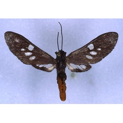 /filer/webapps/moths/media/images/A/aurantiiventris_Thyrogonia_HT_RMCA_01.jpg