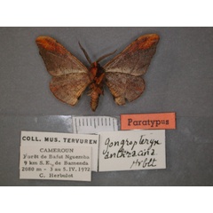 /filer/webapps/moths/media/images/A/anthracina_Gongropteryx_PT_RMCA_02.jpg