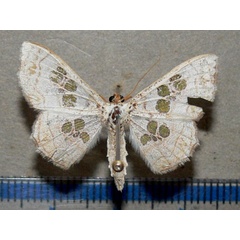 /filer/webapps/moths/media/images/D/dentilinea_Antitrygodes_A_Goff.jpg