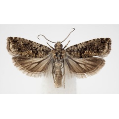 /filer/webapps/moths/media/images/P/pharangodes_Eucosmocydia_AM_BMNH.jpg