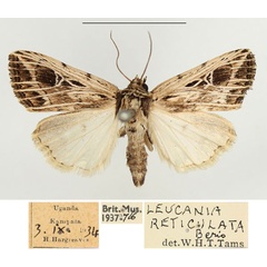 /filer/webapps/moths/media/images/R/reticulata_Leucania_AM_BMNH_02.jpg