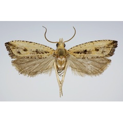 /filer/webapps/moths/media/images/M/magnei_Bactra_HT_KSund_01.jpg