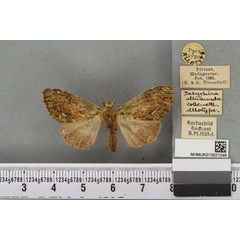 /filer/webapps/moths/media/images/A/albilunula_Dasychira_AT_BMNHa.jpg