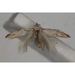/filer/webapps/moths/media/images/A/amara_Bucculatrix_A_BMNH.jpg