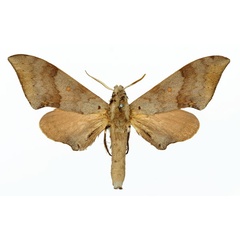 /filer/webapps/moths/media/images/C/consimilis_Neopolyptychus_AM_Basquin_01a.jpg