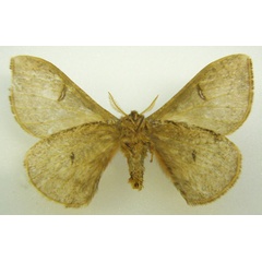 /filer/webapps/moths/media/images/A/arabica_Goodia_HT_NHMUKb.jpg