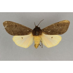 /filer/webapps/moths/media/images/A/abyssinica_Teracotona_AF_BMNH.jpg