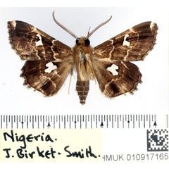 /filer/webapps/moths/media/images/G/gracillodina_Claterna_AM_BMNH.jpg
